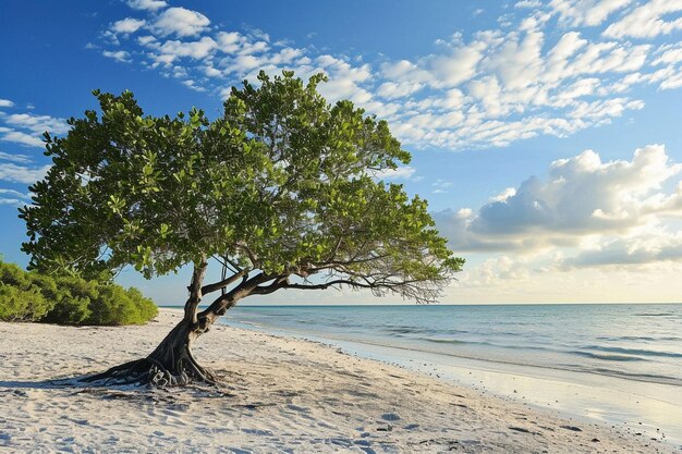 Foto bella vista di un albero sulla spiaggia di sabbia