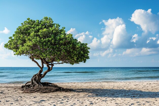 Beautiful view of a tree on the sandy beach