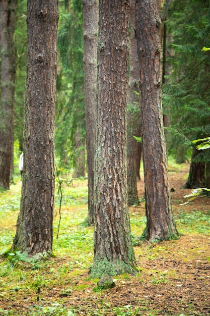 Beautiful view of trees in green forest