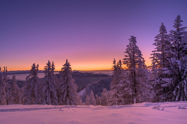 Прекрасный вид на деревья в горах, покрытые снегом на закате