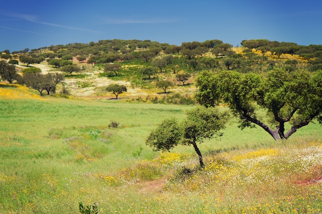 Beautiful view on trees and mountains in Portugal