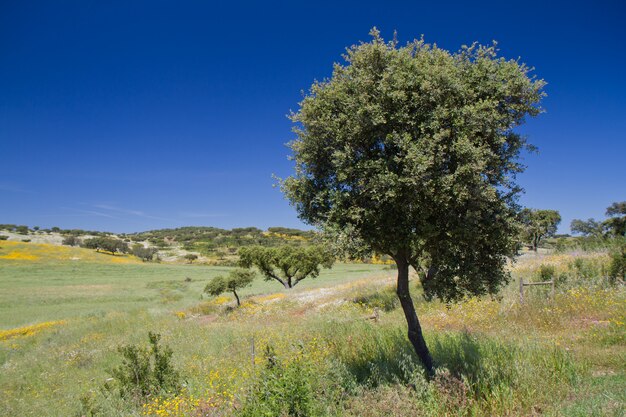 Beautiful view on trees and mountains in Portugal