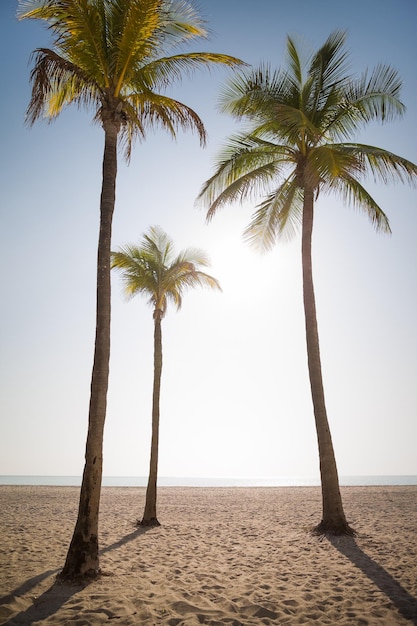 Beautiful view of a tropical beach with palm trees against the background of the ocean and blue sky