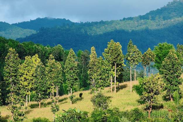 Beautiful view of tropical rainforest on the mountain in northern of Thailand