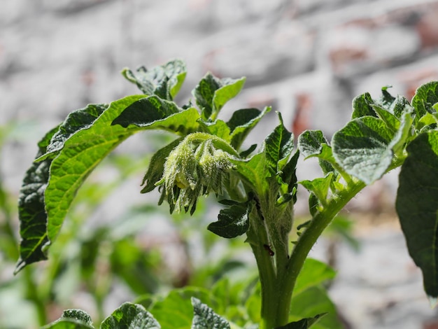 Photo beautiful view of unopened flower buds on potato tops