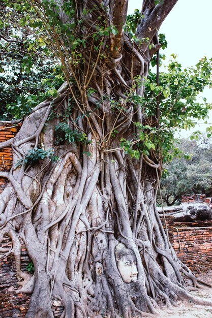 A beautiful view of Wat Mahathat temple located in Ayutthaya Thailand