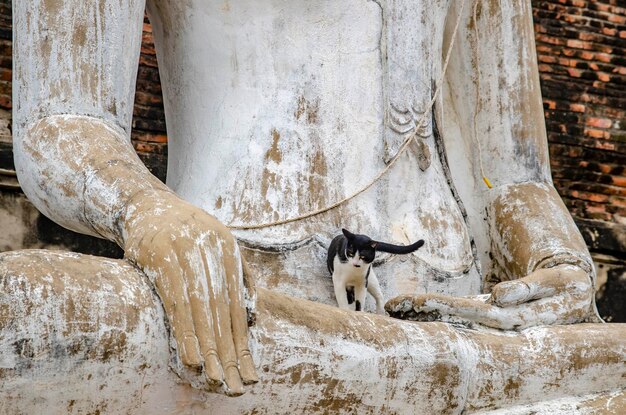 タイのアユタヤにあるワットヤイチャイモンコン寺院の美しい景色