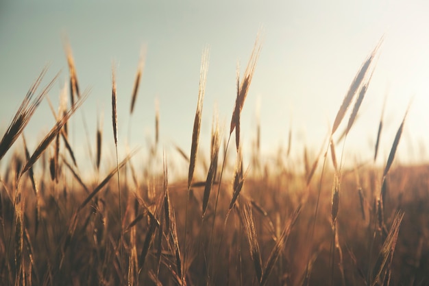 Beautiful view Wheat field and sunset