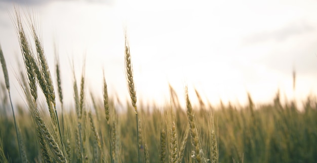 Bella vista del campo di grano.