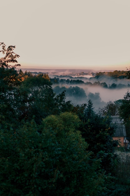 Beautiful view with fog between the treetops