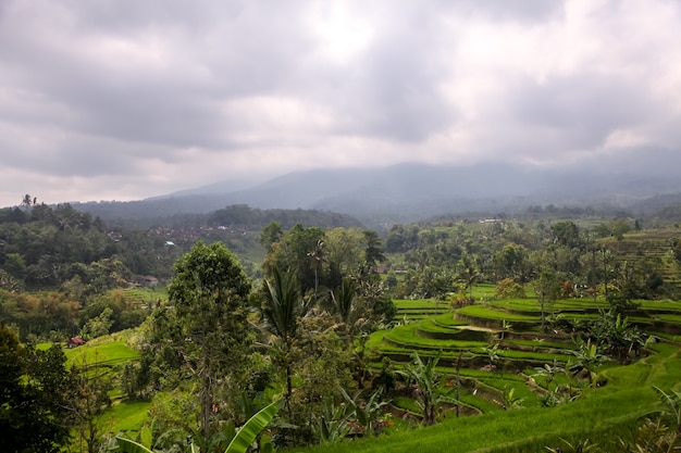 インドネシア、バリ島のジャティルウィの棚田の美しい景色