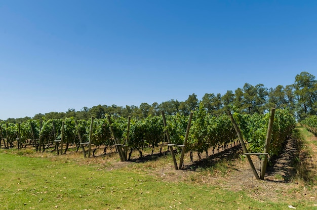 Beautiful vine of European grapes in Uruguayan winery in Canelos region Moscato grapes