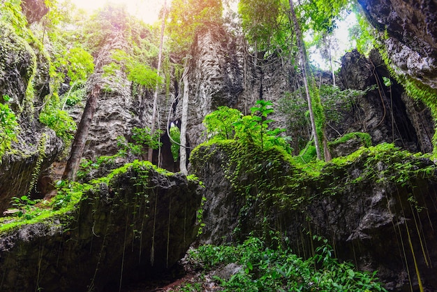 Bella foresta di viti