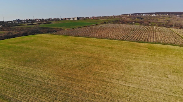 Beautiful vineyard landscape with large grape field in spring on zakarpattya ukraine
