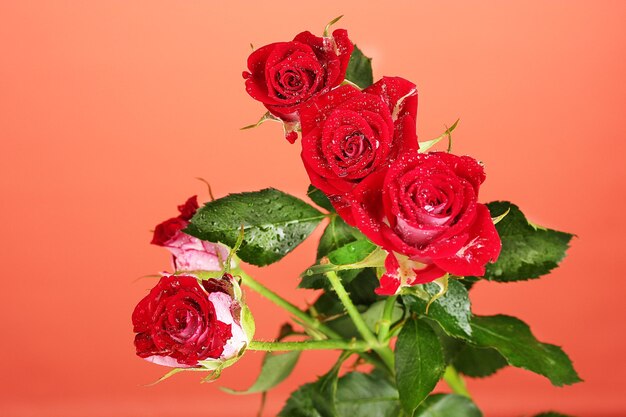 Beautiful vinous roses on red background closeup