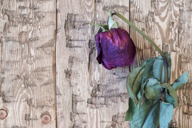 Beautiful vintage wilted roses on a rustic background.