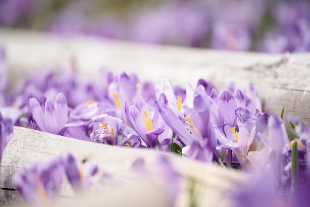 Beautiful violet crocus flowers growing on the dry grass the first sign of spring seasonal easter background