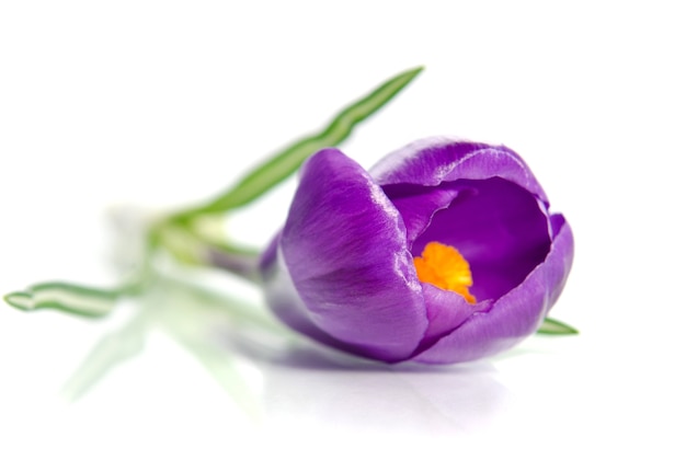 Beautiful violet crocus isolated on white