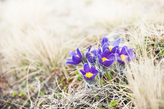 Красивые фиолетовые крокусы, первые весенние цветы. Макро изображение, выборочный фокус
