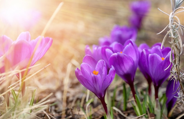 Beautiful violet crocuses flower growing on the dry grass and bees gathering nectar the first sign of spring Seasonal easter sunny natural background