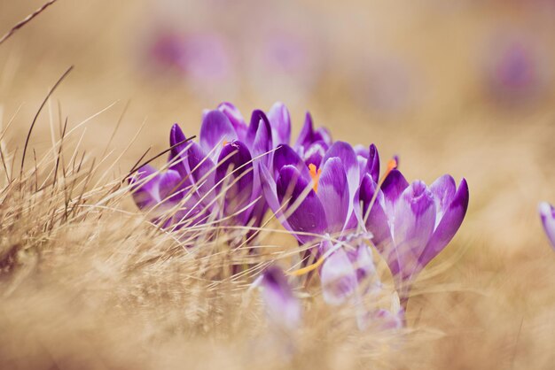 春の最初の兆候である乾燥した黄色い草の中で成長する美しい紫色のクロッカスの花。季節のイースターの自然な背景。