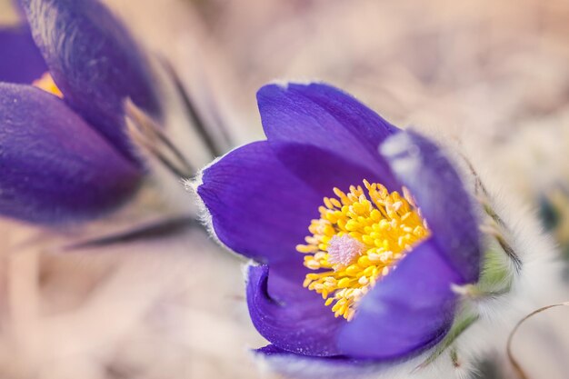 Beautiful violet crocuses in the grass on the mountain. First spring flowers. Macro image with small depth of field