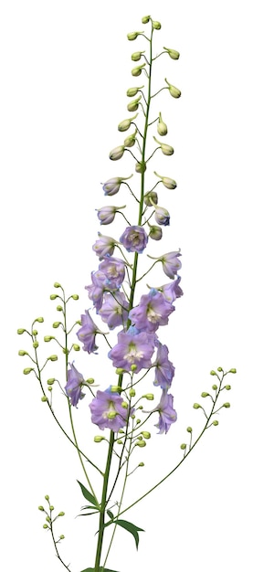 Красивый фиолетовый цветок дельфиниума, выделенный на белом фоне. Плоский вид сверху. Цветочный узор.
