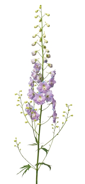 Beautiful violet delphinium flower isolated on white background Flat lay top view Floral pattern object Nature concept