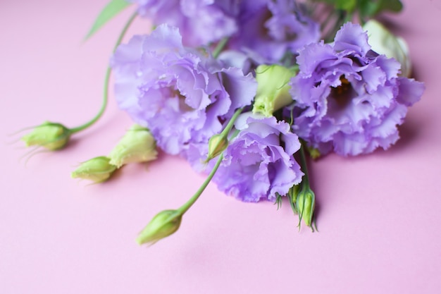 Beautiful violet eustoma flowers (lisianthus) in full bloom with buds leaves. Bouquet of flowers on fuchsia  background. Copy space