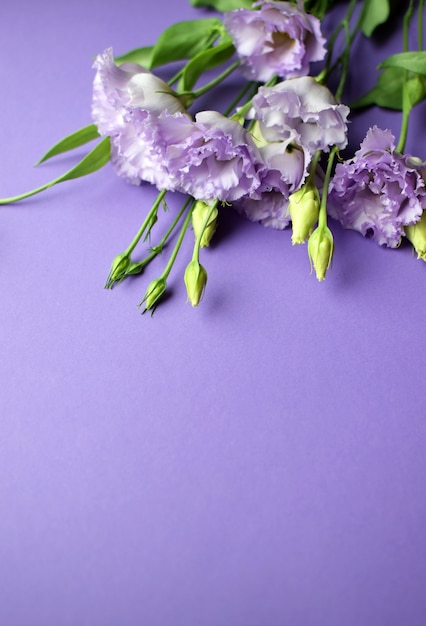 Beautiful violet eustoma flowers (lisianthus) in full bloom
with buds leaves. bouquet of flowers on purple background. copy
space