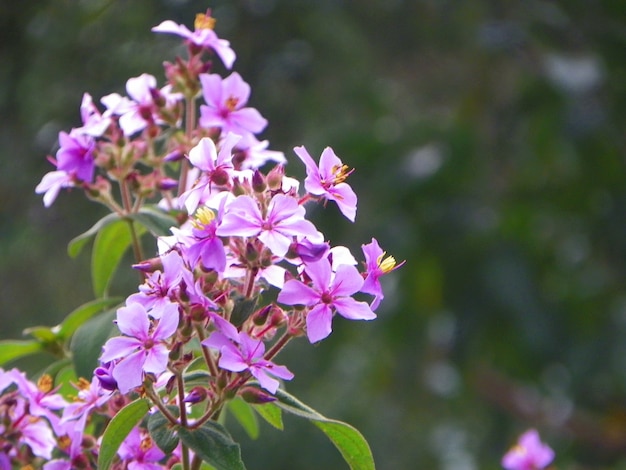 Beautiful violet flower 