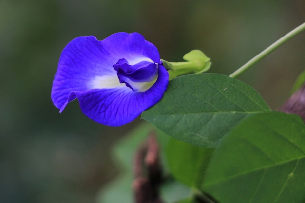 美しい紫色の花