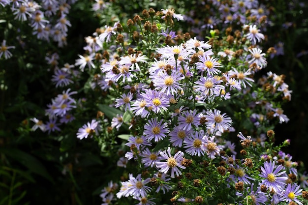 Beautiful violet flowers of Symphyotrichum dumosum