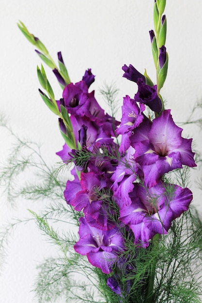 Beautiful violet gladiolus flowers