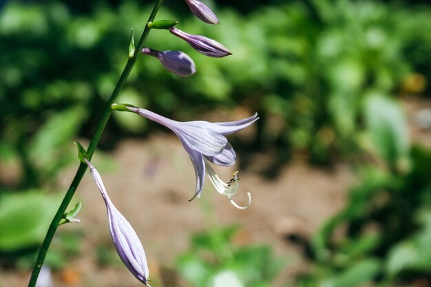 사진 흐릿한 육즙이 많은 녹색 배경에 대해 campanula와 유사한 아름다운 보라색 hosta plantaginea 꽃. 헤메로칼리스 자포니카. 화창한 날의 꽃밭