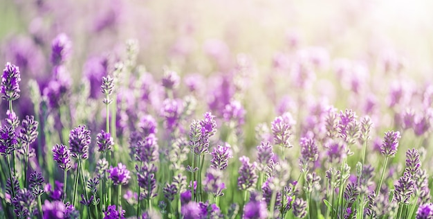 Beautiful violet Lavender field summer sunset landscape