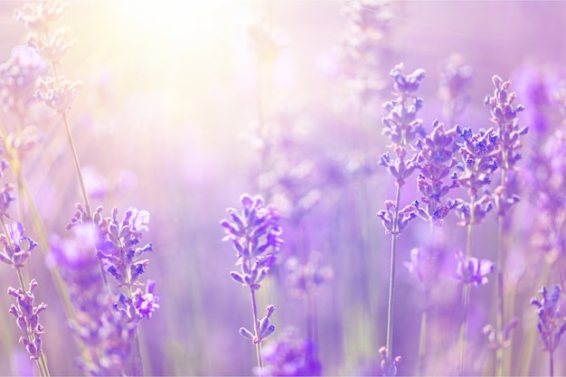 Beautiful violet lavender field