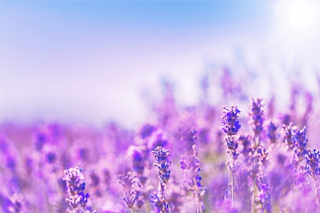 Beautiful violet lavender field