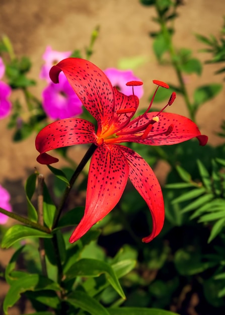 a beautiful violet lily grows on a bed in a flower garden. cultivation of flowers concept