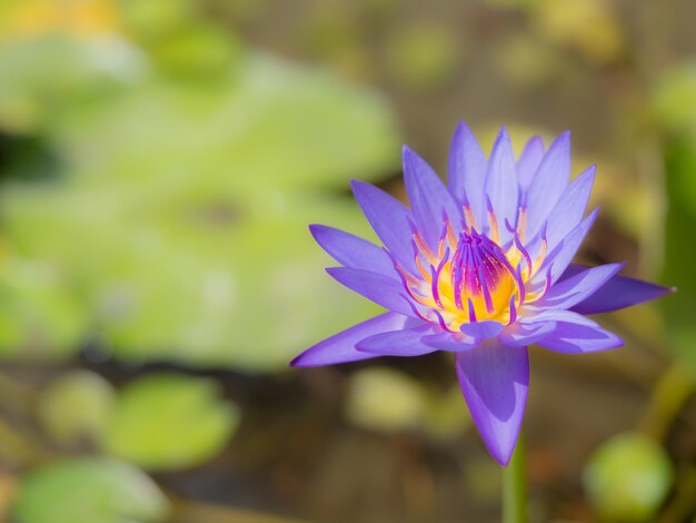 Bello loto viola che fiorisce su fondo vago