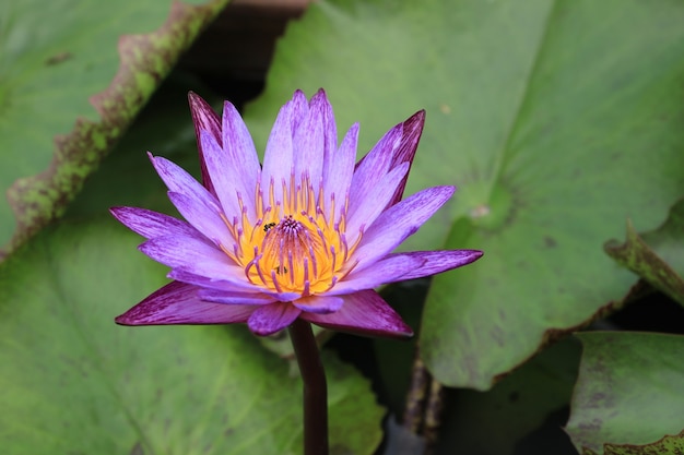 Фото Красивый фиолетовый лотос в пруду