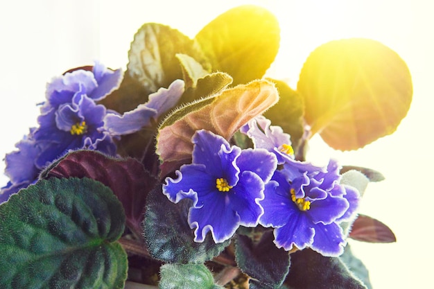 Beautiful violet in a pot on the windowsill in bright yellow sun