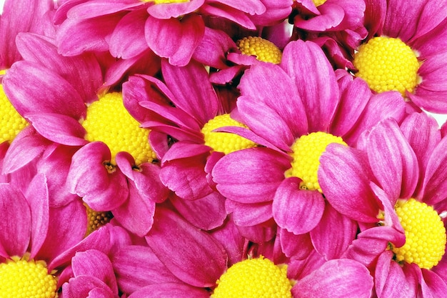 Beautiful violet red dahlia flowers.