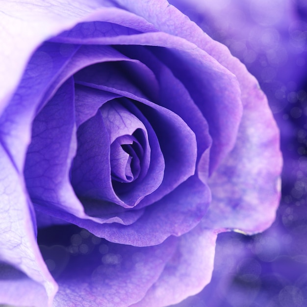  beautiful violet roses