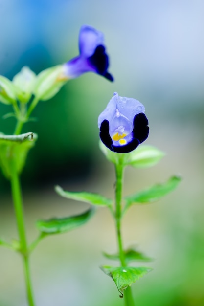 庭の美しい紫色のスクロワラ科の花