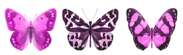 Beautiful violet tropical butterflies isolated.