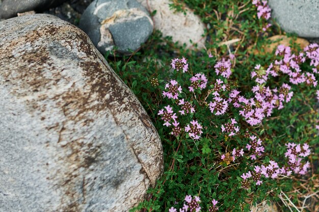 咲く牧草地の背景に美しい紫の野花のクローズアップ。ムラサキモウズイカまたはテンプレスパープルとして知られるムラサキモウズイカ。