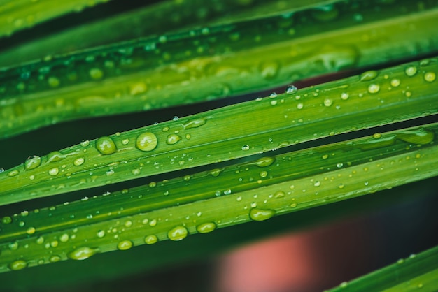 Beautiful vivid green grass with dew drops closeup.