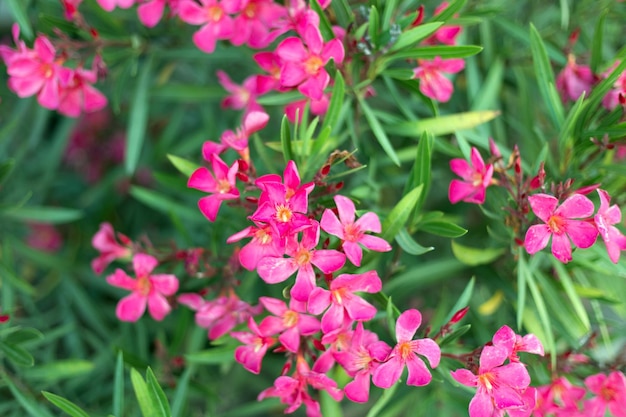 Beautiful vivid pink oleander flowers on blur green leaves background