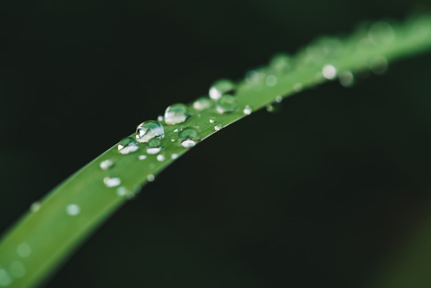 Beautiful vivid shiny green grass with dew drops close-up with copy space. Pure, pleasant, nice greenery with rain drops in sunlight in macro. Background from green textured plants in rain weather.